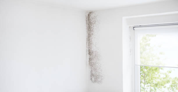 Best Mold Prevention Services  in USA